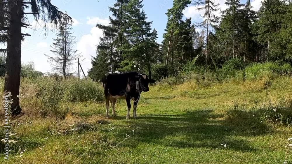 Cows in a meadow next to a forest Cows in a meadow next to a forest