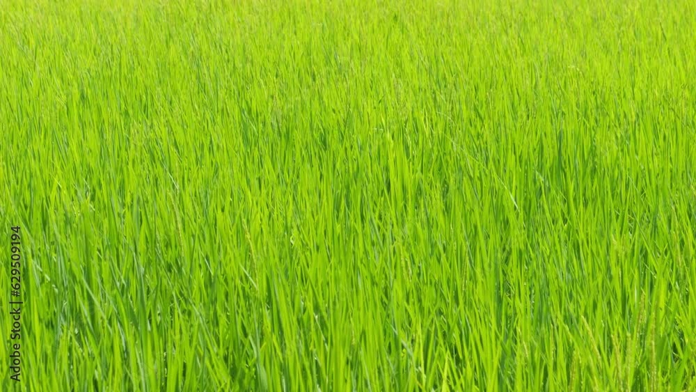 Closeup of ricefield full of paddy Closeup of ricefield full of paddy