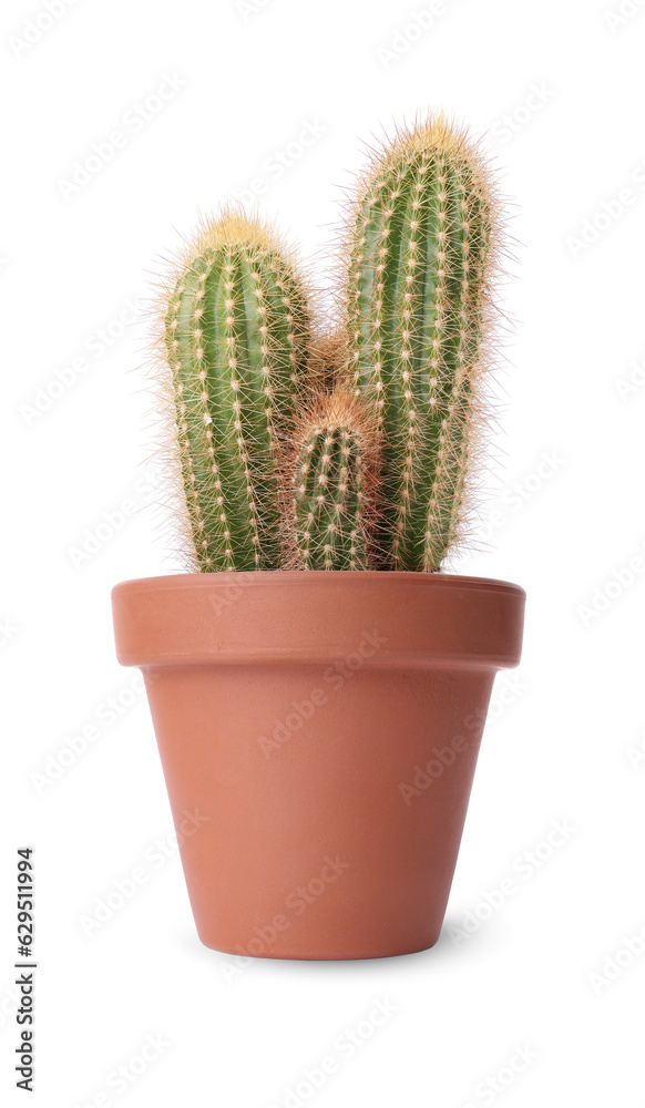 Beautiful green cacti in terracotta pot isolated on white Beautiful green cacti in terracotta pot isolated on white