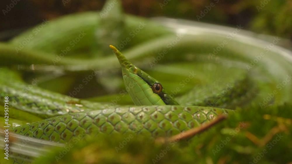 Couple of Coiled Green Rhinoceros Ratsnake (Gonyosoma boulengeri)