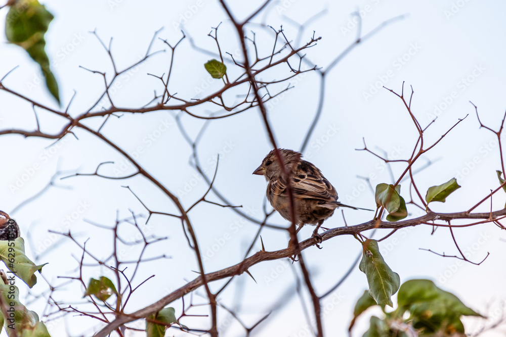 Pájaro posado en la rama de un árbol. Pájaro posado en la rama de un árbol.