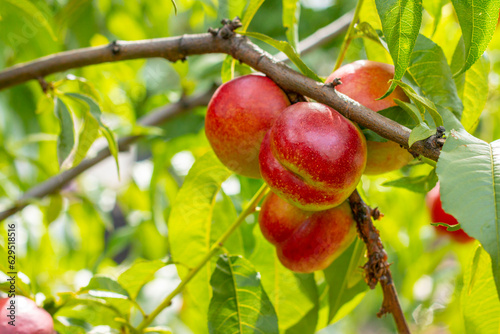 fresh nectarine peaches growing on tree branch