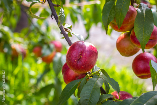 fresh ripe nectarine peaches growing on branch