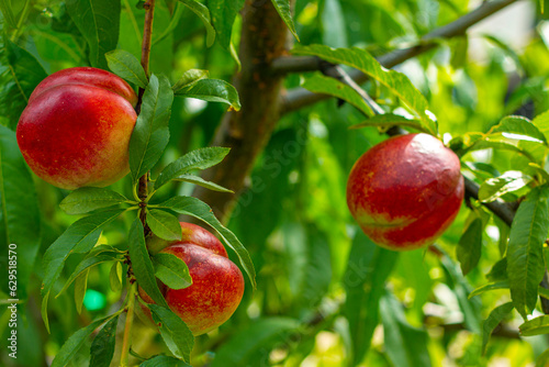 fresh ripe nectarine peaches growing on tree