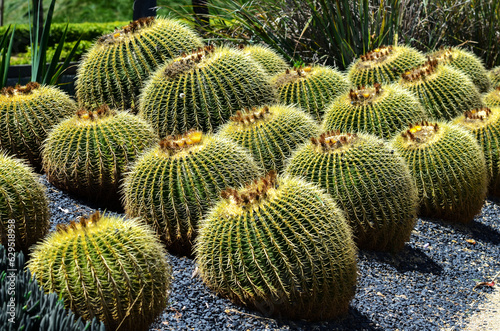 USA California Los Angeles Playa Vista May 8 2023 spherical cactus