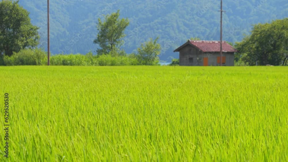 Beautiful green ricefield in countryside. Rice plantation. Rice agriculture. Beautiful green ricefield in countryside. Rice plantation. Rice agriculture.