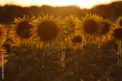 Słoneczniki w zachodzącym Słońcu na polu wykonane pod Słońce © adr77
