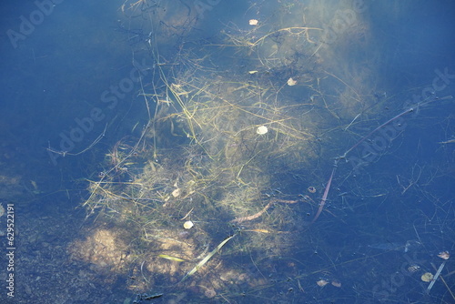 grass in water with petals and flower © Nicco 