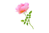 Orange rose flower and leaves branch side view isolated transparent png

