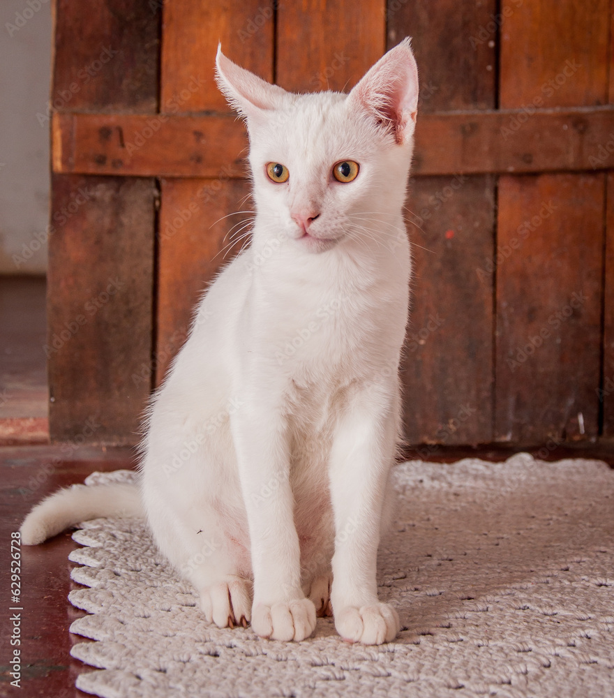 Mixed breed white cat. Domestic cat.