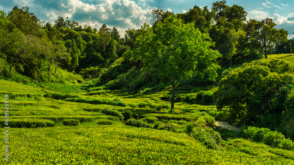 Tea plantation in Porto Formoso. Amazing landscape of outstanding natural beauty. Azores, Portugal Europe. Terraced tea plantation on Sao Miguel Island Tea plantation in Porto Formoso. Amazing landscape of outstanding natural beauty. Azores, Portugal Europe. Terraced tea plantation on Sao Miguel Island