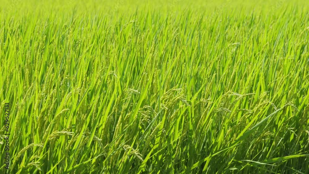 Closeup of ricefield full of paddy Closeup of ricefield full of paddy