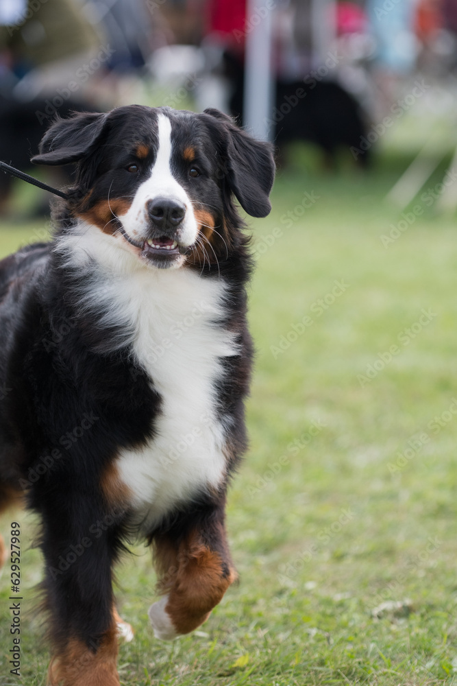 Bernese Mountain Dog looking perky and trotting towards the camera