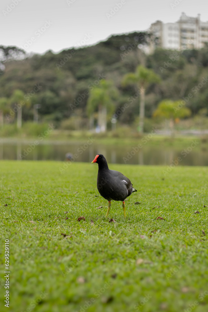 Moorhen walking on grass with pond behind - Parque Bacacheri, Curitiba - Paraná. Brazil Moorhen walking on grass with pond behind - Parque Bacacheri, Curitiba - Paraná. Brazil
