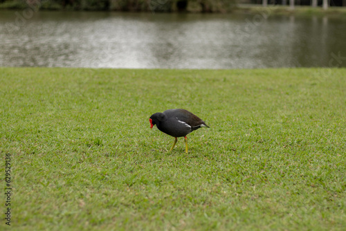 Moorhen walking on grass with pond behind - Parque Bacacheri, Curitiba - Paraná. Brazil (ID: 629529136)