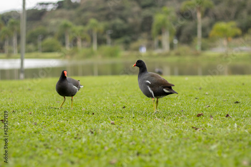 Two moorhens walking on grass with pond behind - Parque Bacacheri, Curitiba - Paraná. Brazil (ID: 629529139)
