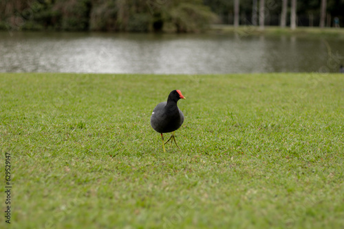 Moorhen walking on grass with pond behind - Parque Bacacheri, Curitiba - Paraná. Brazil (ID: 629529147)