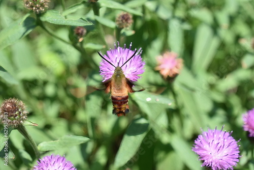 hummingbird clearwing, clearwing, thysbe, hemaris, daytime,  photo