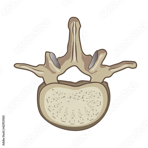 Anatomy of lumbar vertebrae. Vertebral column. Top view of Human spine vertebral bones. Detailed medical illustration.