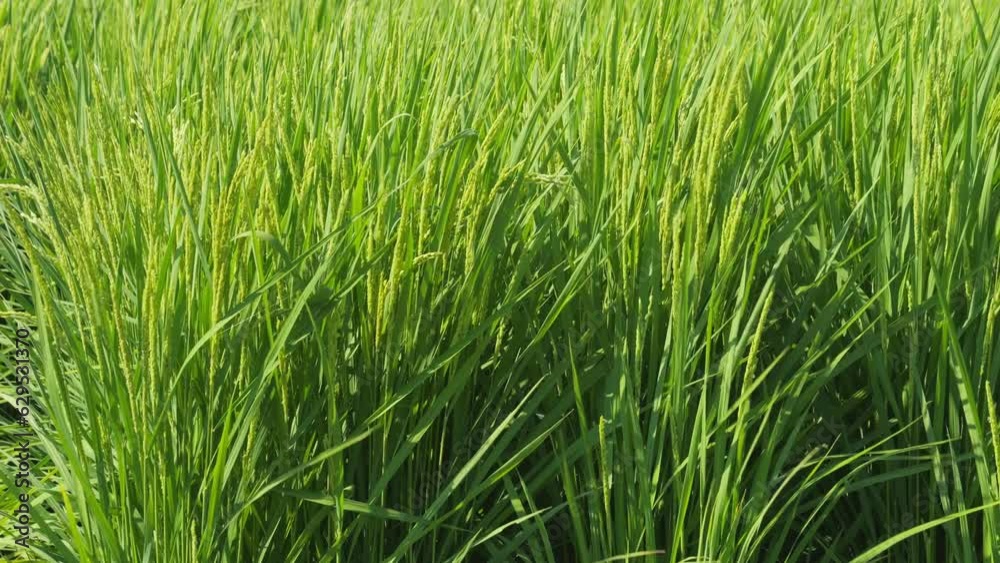 Closeup of ricefield full of paddy Closeup of ricefield full of paddy