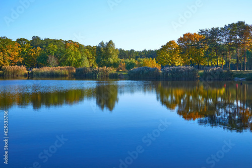 Forest blue lake surrounded by trees and reeds in vibrant autumn