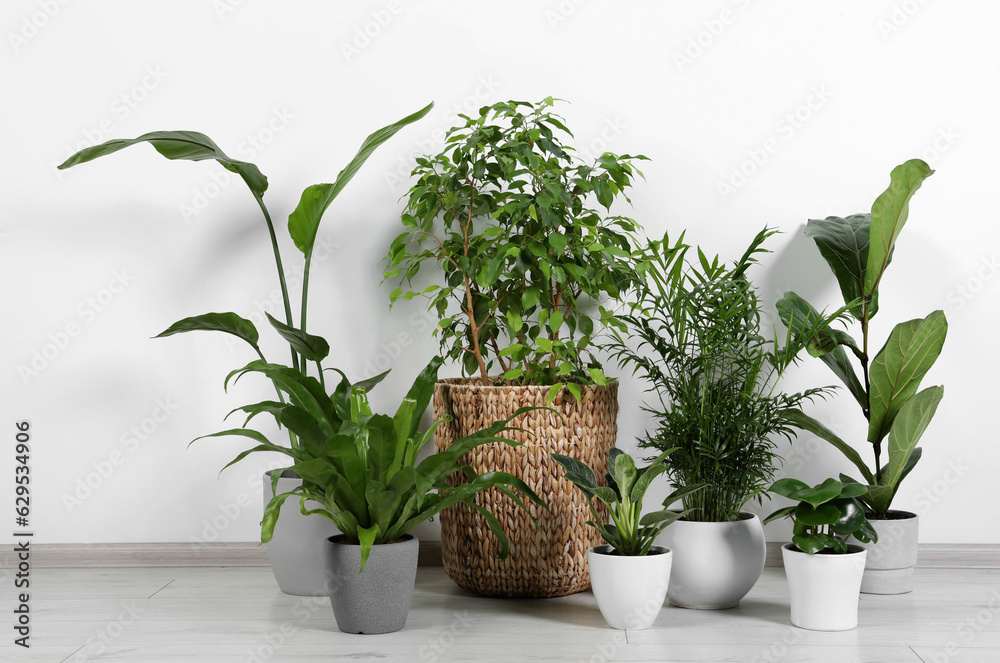Many different houseplants in pots on floor near white wall indoors