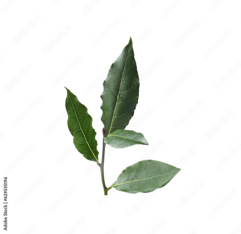 Branch of fresh bay leaves on white background Branch of fresh bay leaves on white background