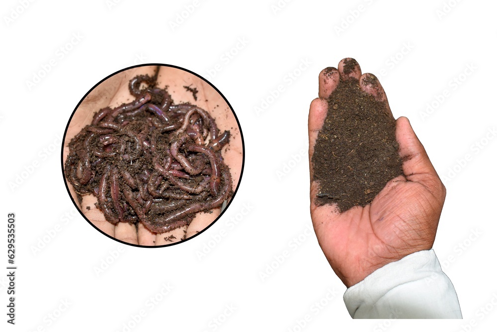 Earthworms (scientific name lumbricina) and hands holding