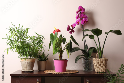 Beautiful houseplants in pots on table near beige wall. House decor