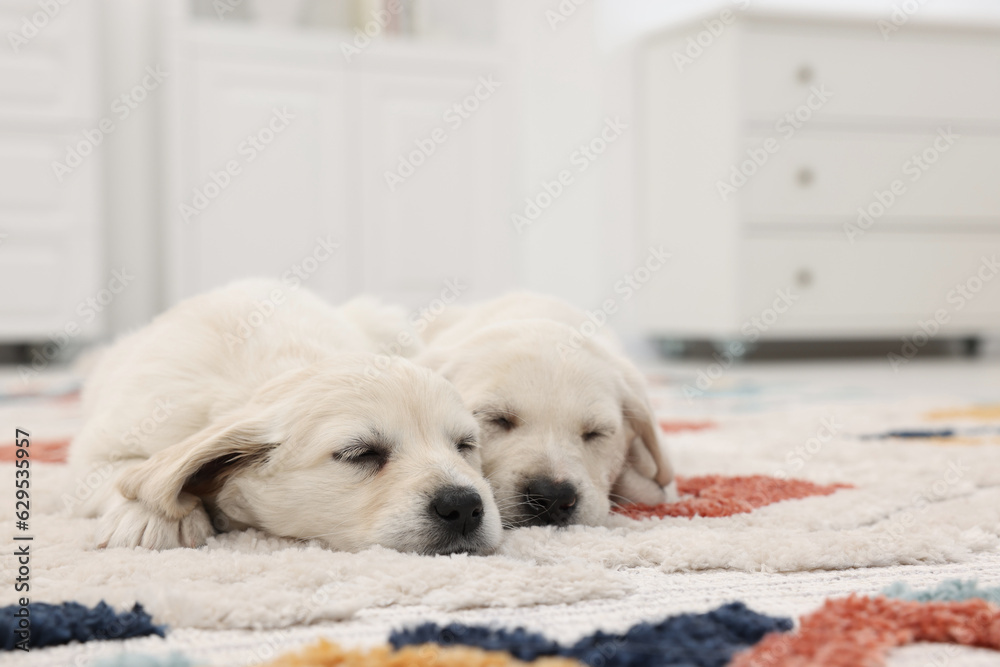 Cute little puppies lying on carpet indoors. Space for text Cute little puppies lying on carpet indoors. Space for text
