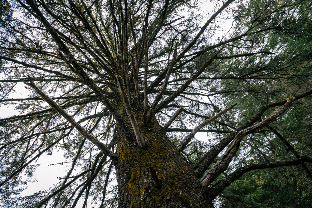 A huge pine tree trunk looking up in high altitude forest