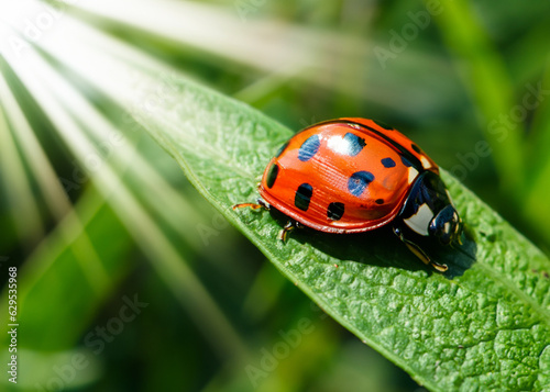 abstract close up or macro photo of a lady bug on green natural background, ecology and environment concept created with generative ai technology