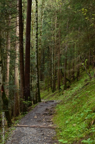 Beautiful view of pathway among green tall trees in forest