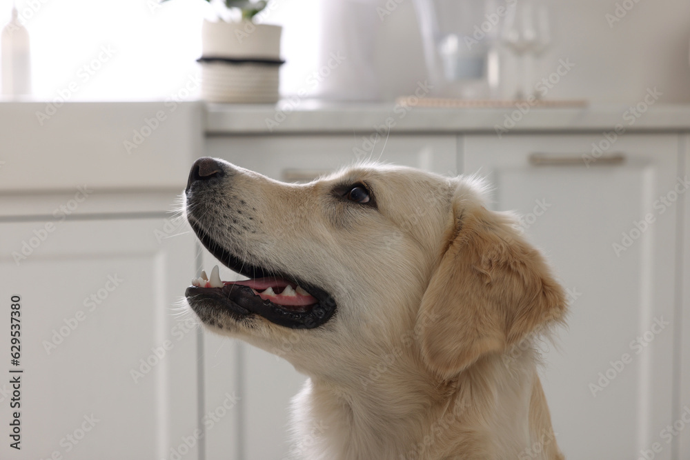 Cute Labrador Retriever showing tongue in kitchen at home
