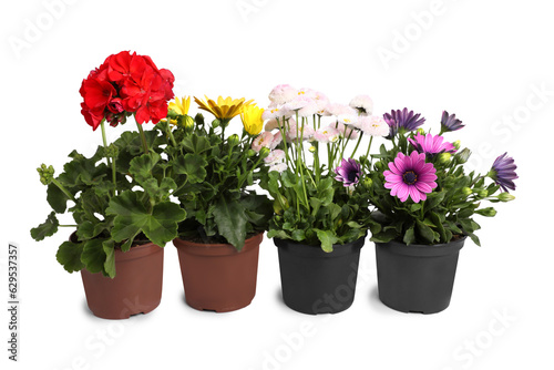 Different beautiful potted flowers isolated on white