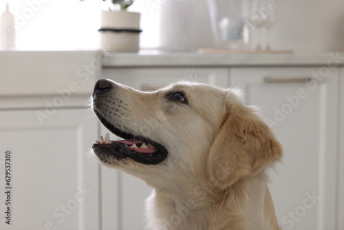 Cute Labrador Retriever showing tongue in kitchen at home