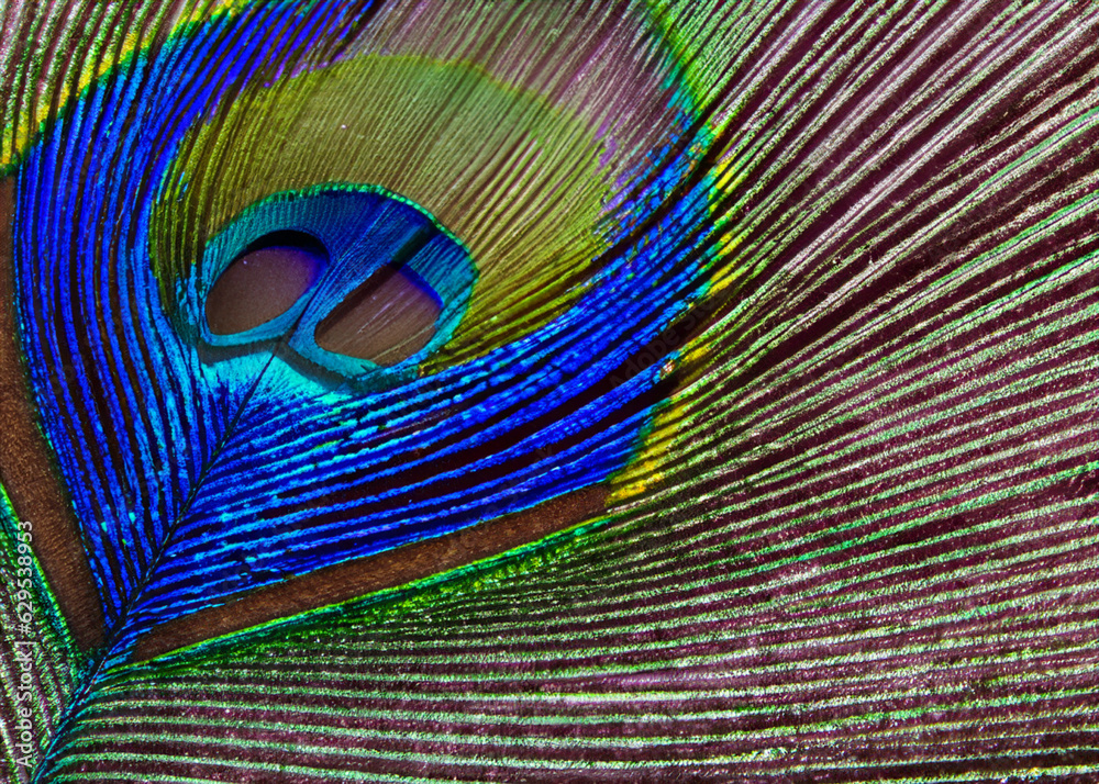 Obraz premium abstract peacock feather pattern created with generative ai technology