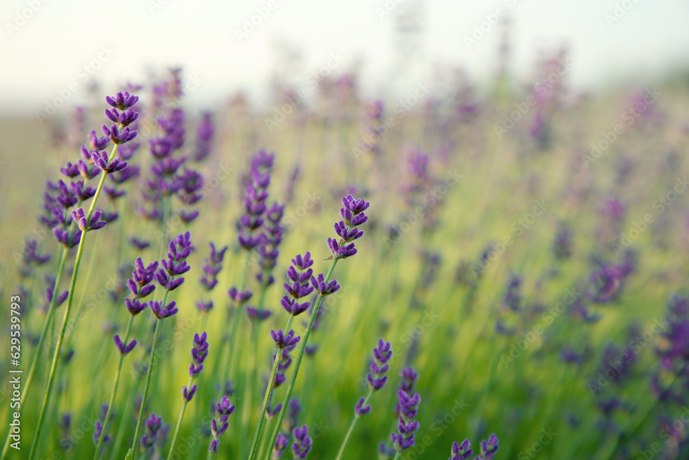 Naklejka premium Beautiful blooming lavender growing in field, closeup. Space for text