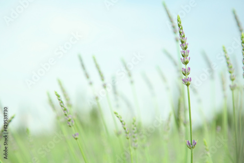 Beautiful lavender growing in field, closeup. Space for text