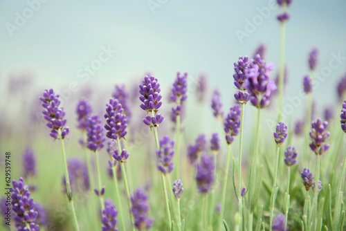 Beautiful blooming lavender growing in field, closeup