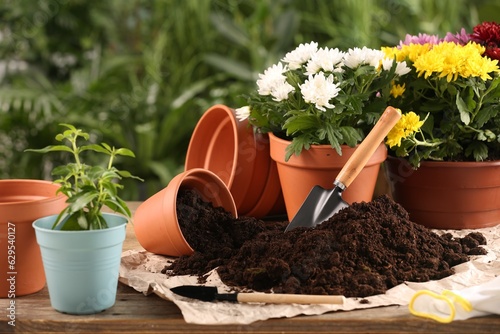 Beautiful flowers, pots, soil and gardening tools on wooden table outdoors