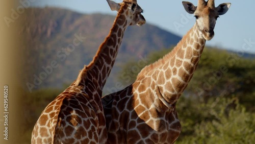 Two Giraffe necking and fighting for dominance over herd of females in early morning light. Close up shot of giraffe head. Amazing scene on safari watching wild animals. Concept of wildlife, nature
