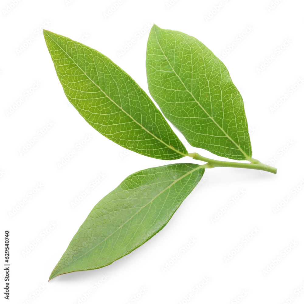 Stem with blueberry leaves isolated on white Stem with blueberry leaves isolated on white