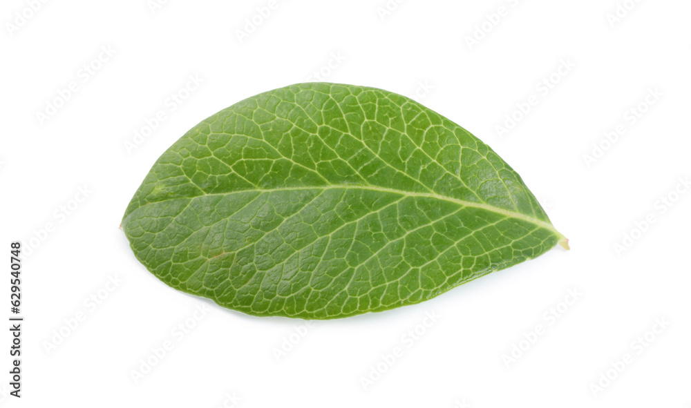 Fototapeta premium One green blueberry leaf isolated on white