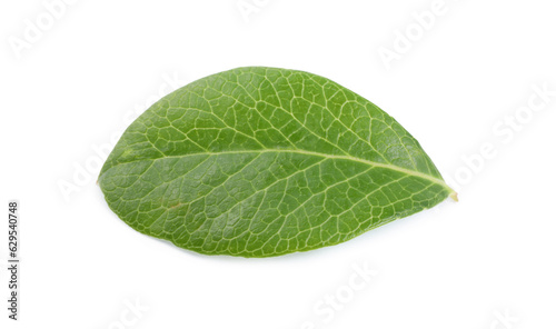 One green blueberry leaf isolated on white