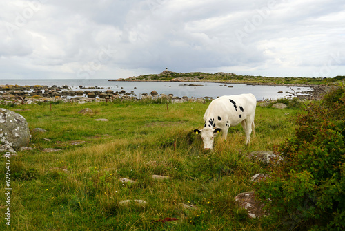 White cow on the meadow