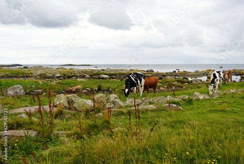 Cows on a meadow