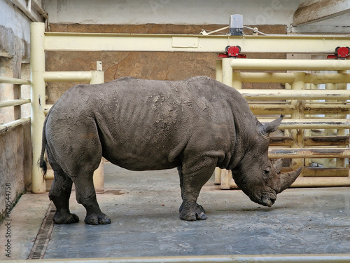 Adult rhinoceros in the zoo in full growth in profile