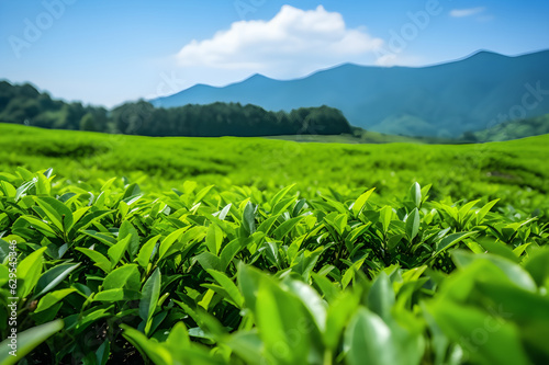 View of the green tea plantation on the mountain.,The foreground is the top of the tea leaves.
