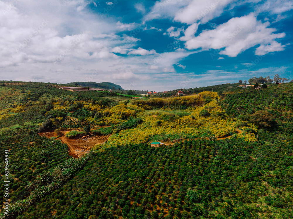 An aerial view of the hills planted with rubusta coffee and wild sunflowers